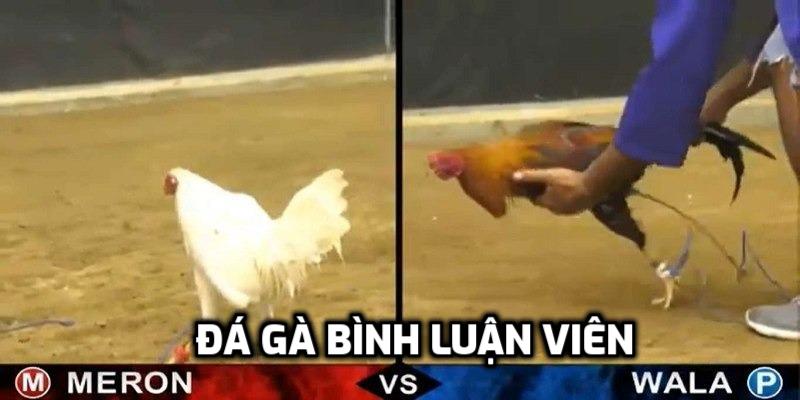 đá gà bình luận viên