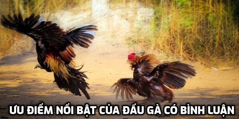 Ưu điểm nổi bật của đấu gà có bình luận