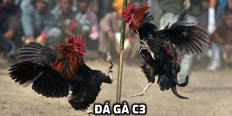 đá gà c3