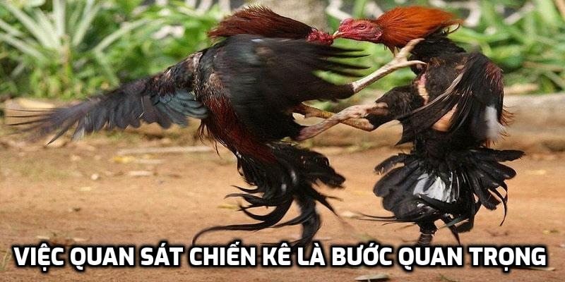 Việc quan sát chiến kê là bước quan trọng