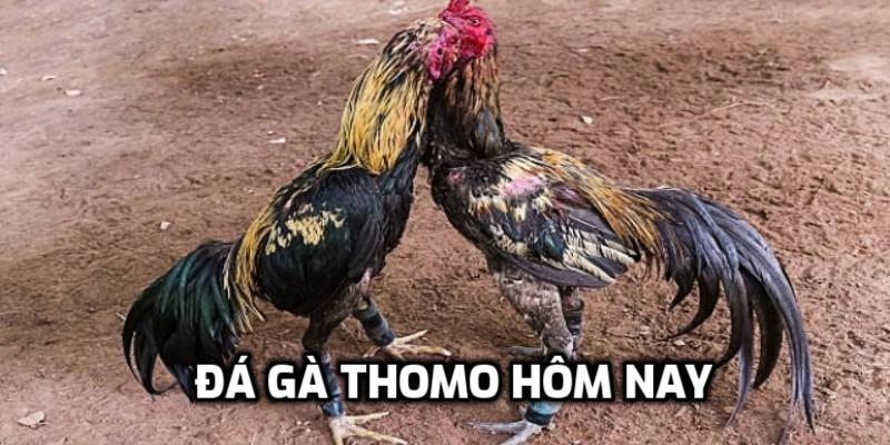 đá gà thomo hôm nay