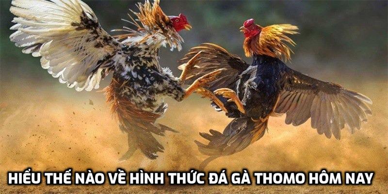 Hiểu thế nào về hình thức đá gà Thomo hôm nay