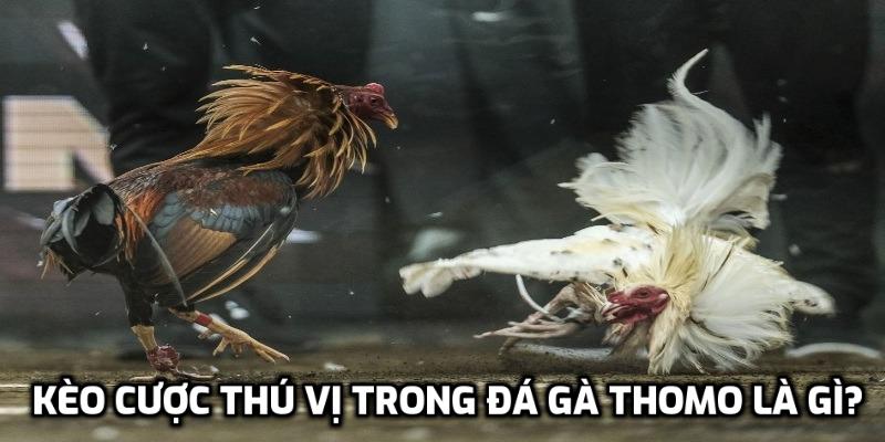 Kèo cược thú vị trong đá gà thomo là gì?