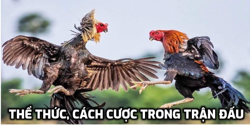 Thể thức, cách cược trong trận đấu