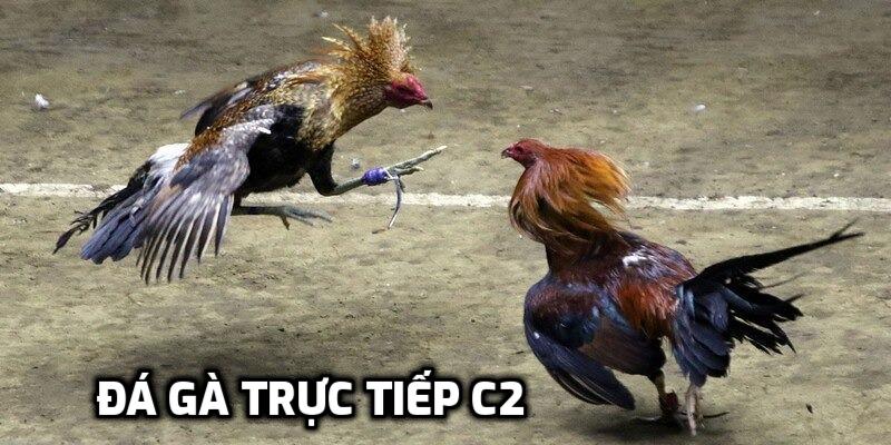 đá gà trực tiếp c2