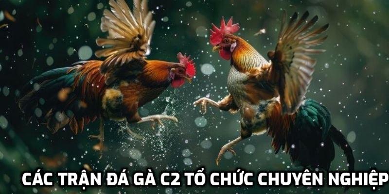 Các trận đá gà C2 tổ chức chuyên nghiệp