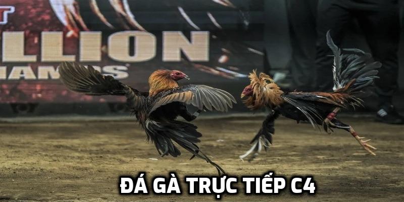 đá gà trực tiếp c4