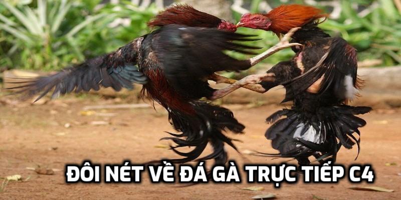 Đôi nét về đá gà trực tiếp C4