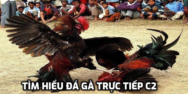 Tìm hiểu đá gà trực tiếp C2